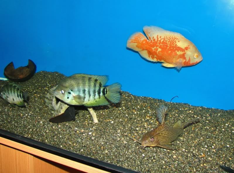 Catz073.jpg