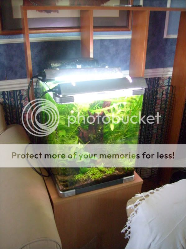 Picsofpetsoctober08065.jpg