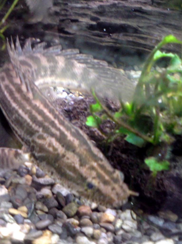 1fish-3.jpg