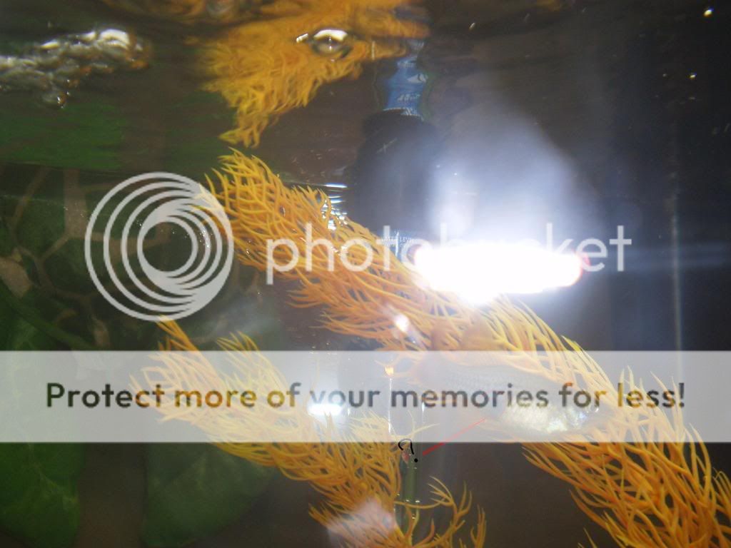 fishiesinluv06764.jpg