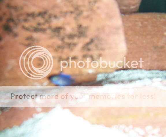 0702blurryfry.jpg