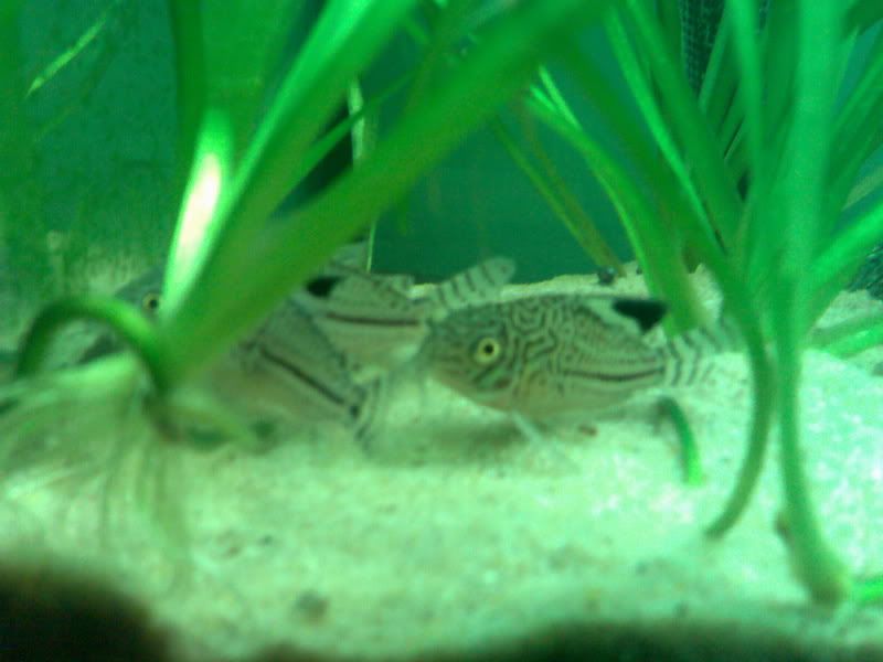 14112006062.jpg