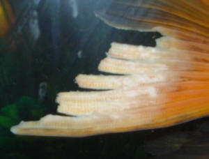 Jaffas_fin_rot_008%5B1%5D.jpg