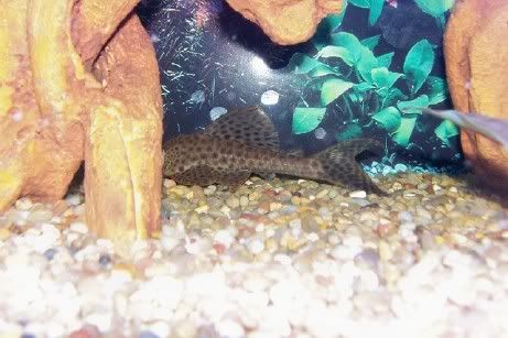 pleco4.jpg