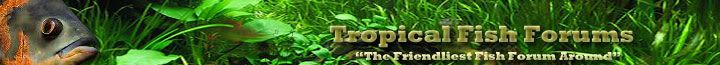 TFF-Logo2.jpg