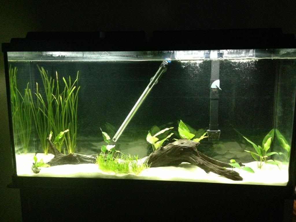 fishtankmoreplants2.jpg