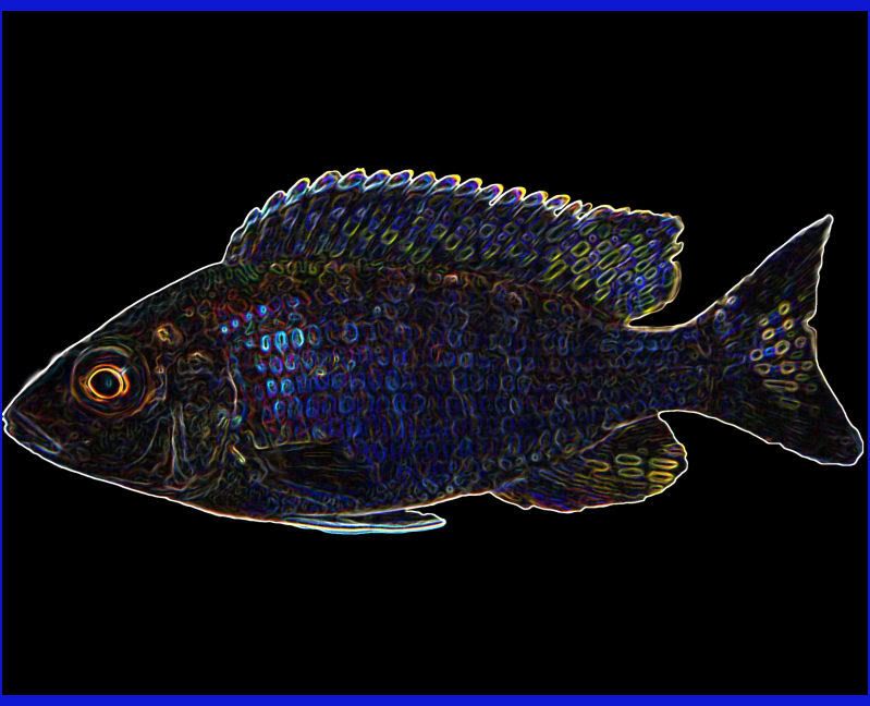 peacock2copy.jpg