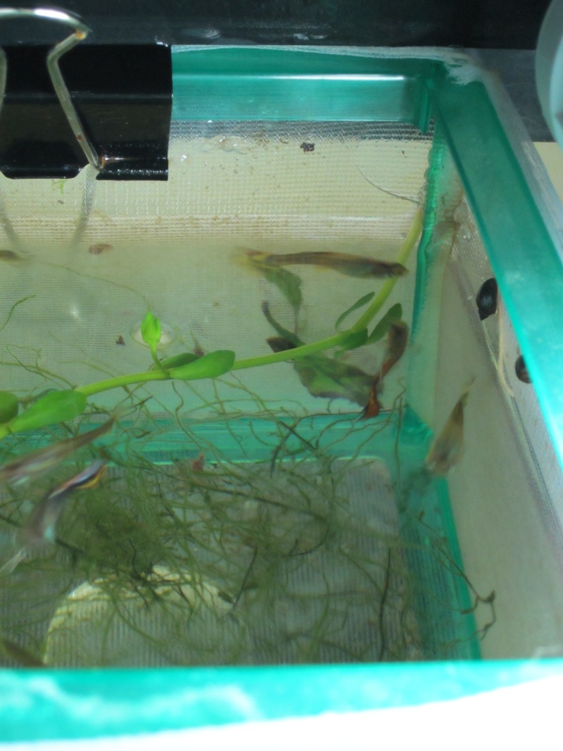fishes18.jpg