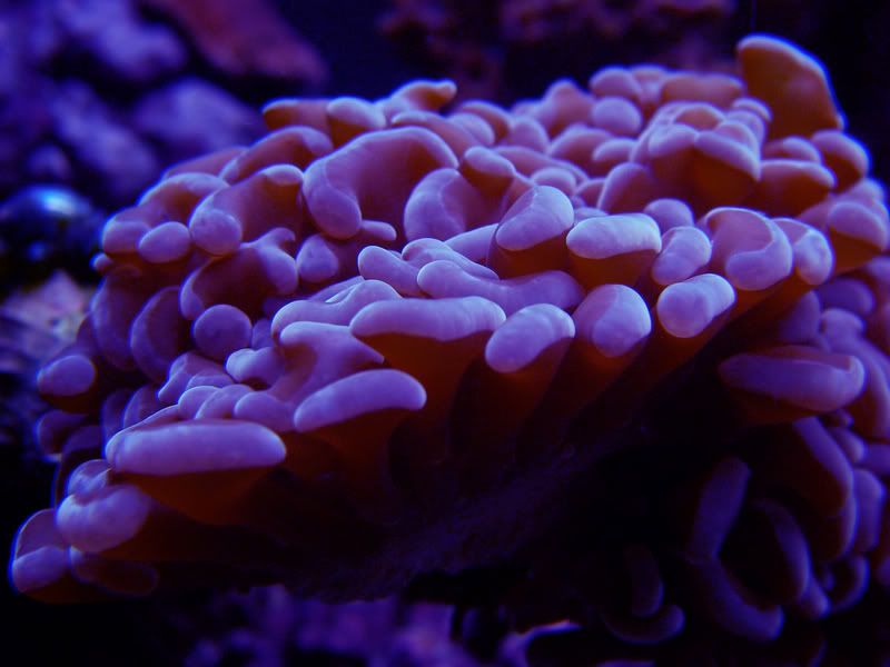 frogspawn.jpg