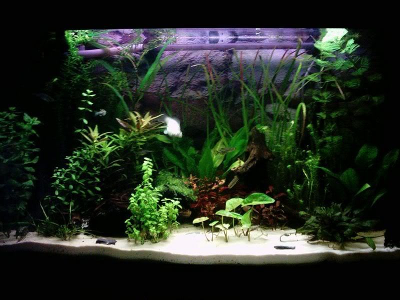 FullTank2301.jpg