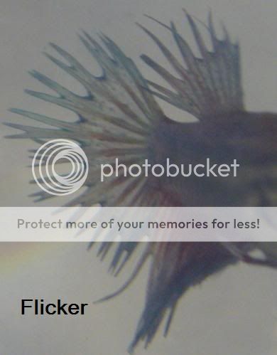 flicker3.jpg