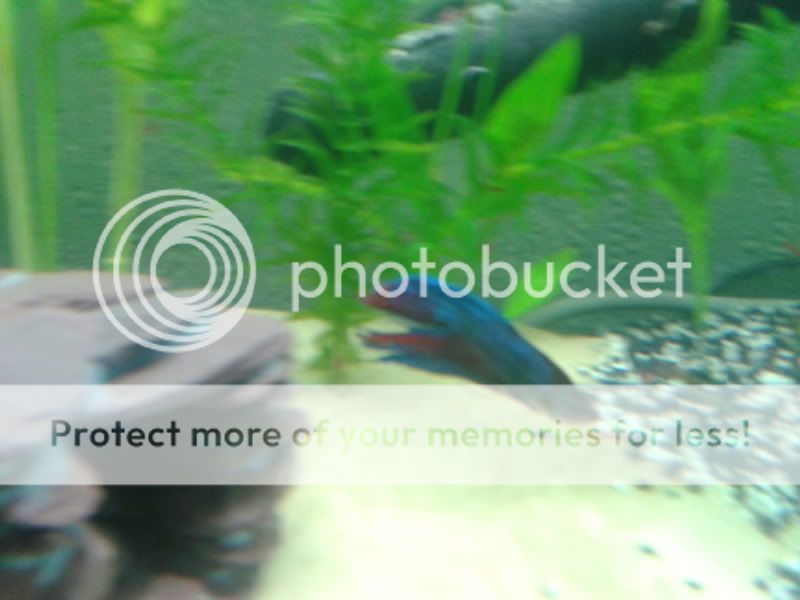 2011-06-04123746.jpg