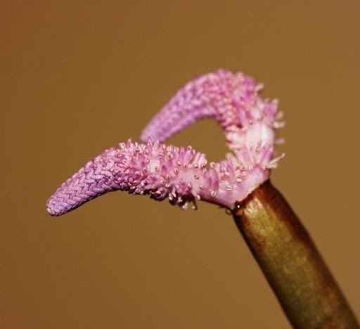 laceflower.jpg