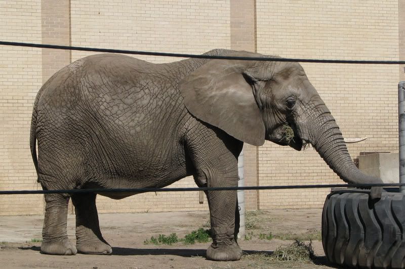 AfricanElephant1.jpg