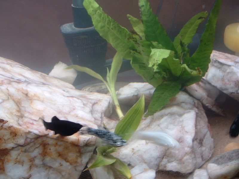 goodfishtank004.jpg