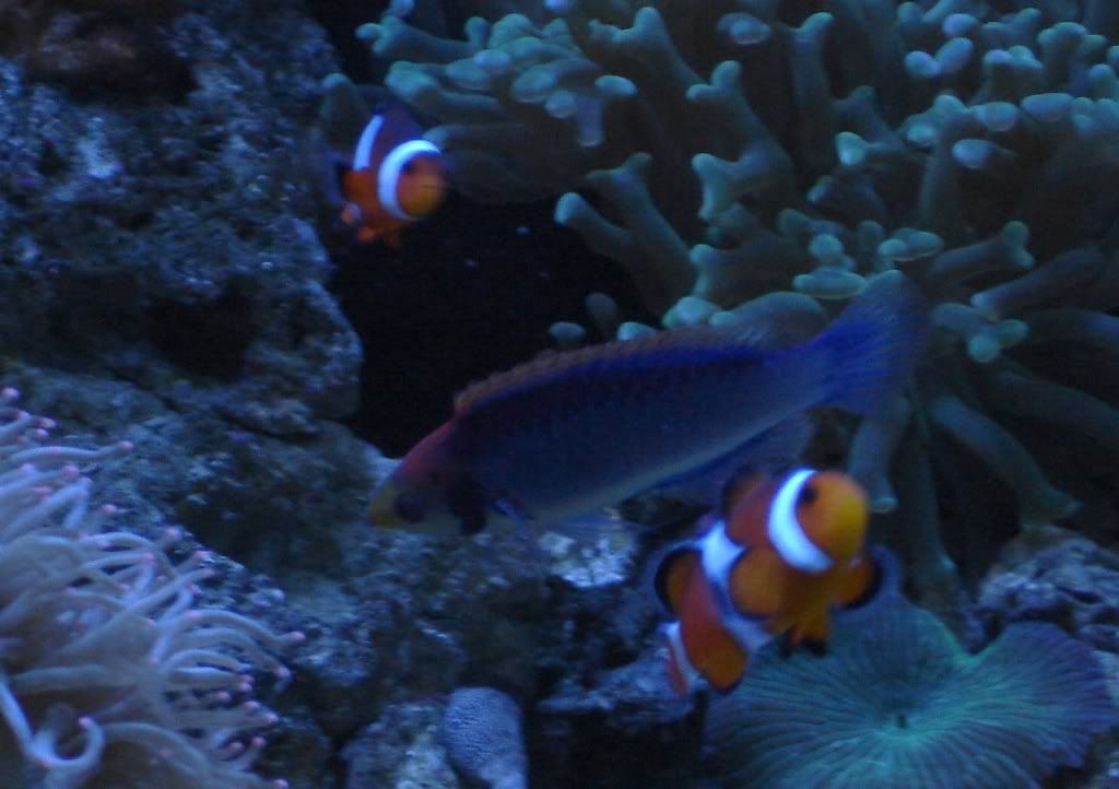 01-25-07AdmiralHasgins.jpg