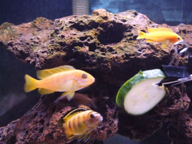 2006_04272weekbetta0012.jpg