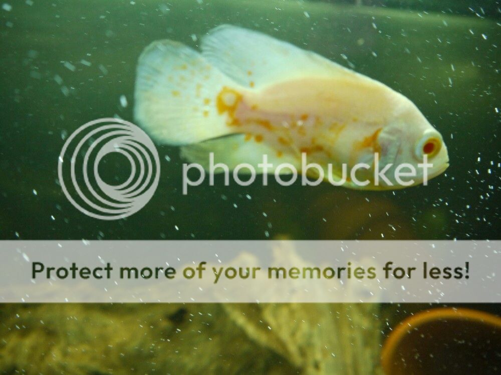 image_zps8d6c97c6.jpg