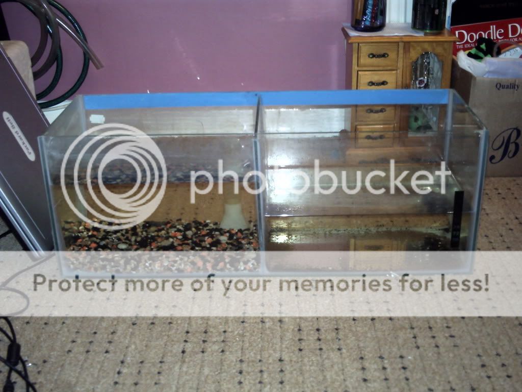 fishtank1.jpg