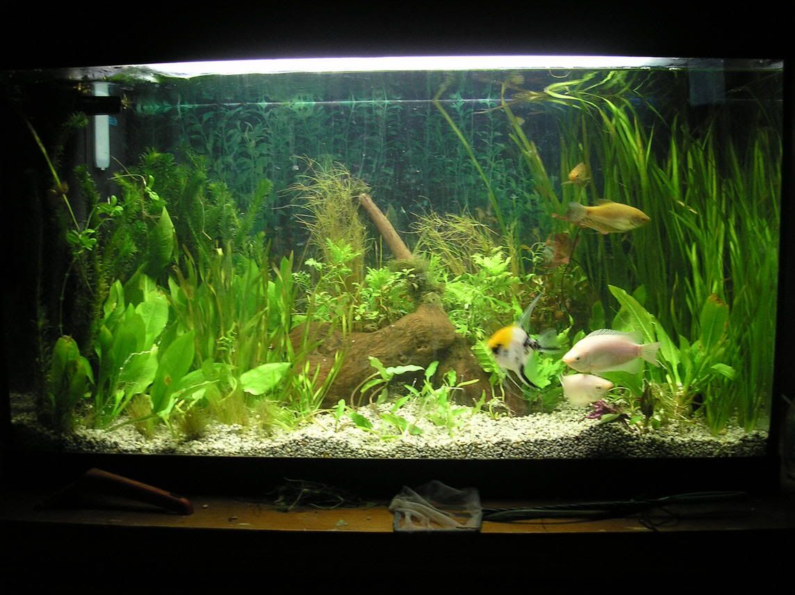 fish.jpg