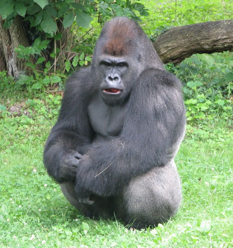 LowlandGorilla2.jpg