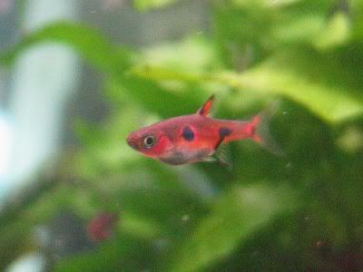 rasbora2.jpg