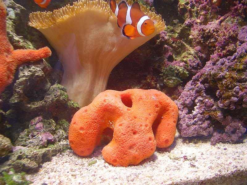 MoonSponge.jpg