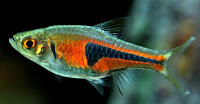 Rasbora+Hengeli.jpg