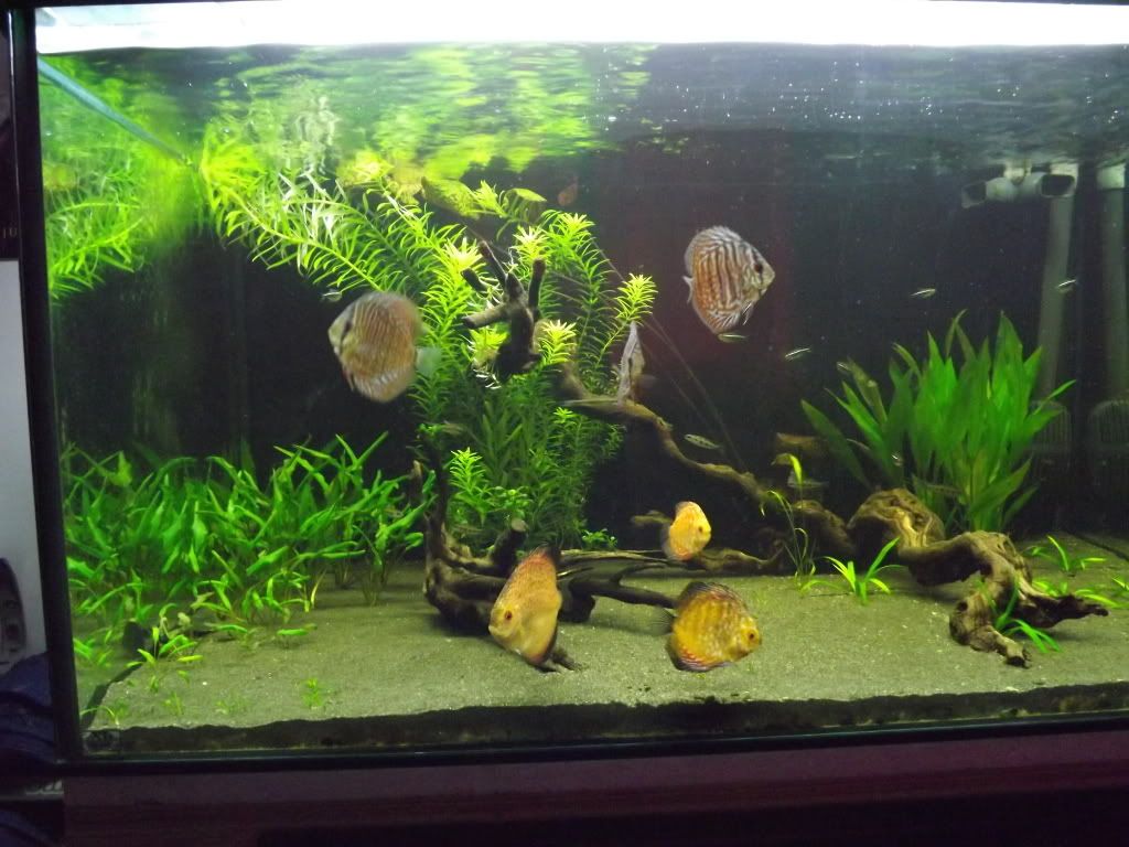 discus015.jpg