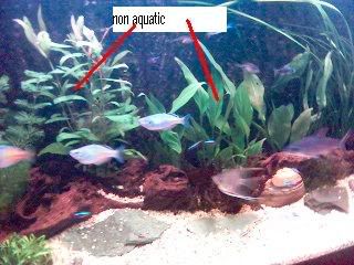 nonaquatic2.jpg