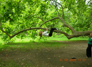 resizetree.gif