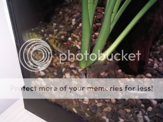 IMG00012-20090905-1332.jpg