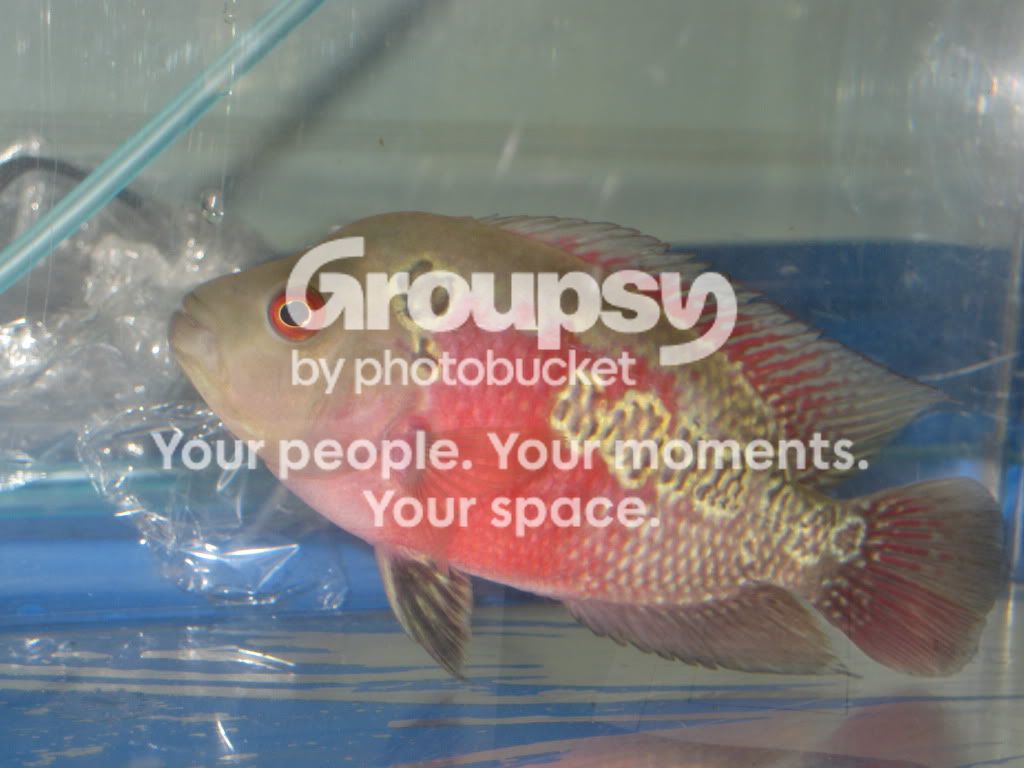 SpringFishExpo10011.jpg