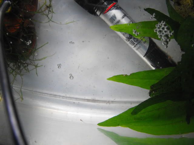 2010_0913babyfishes0009.jpg