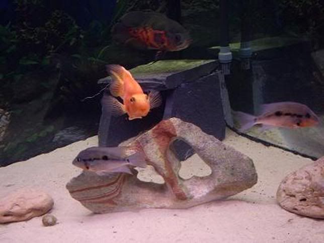 newtank011.jpg