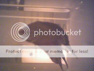 Picture1.jpg