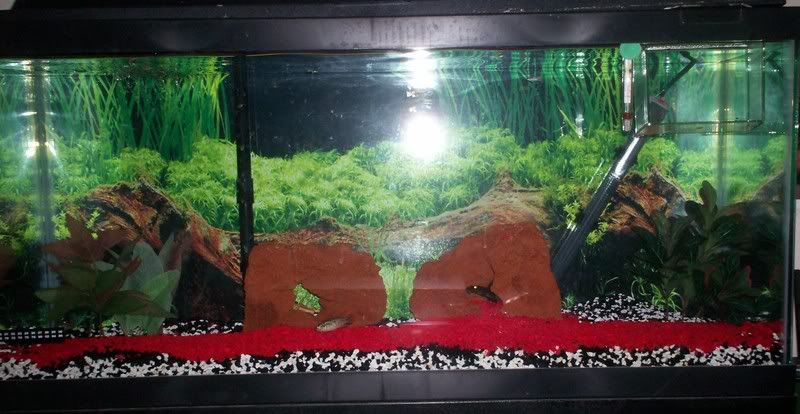 Wholeviewofthetank.jpg