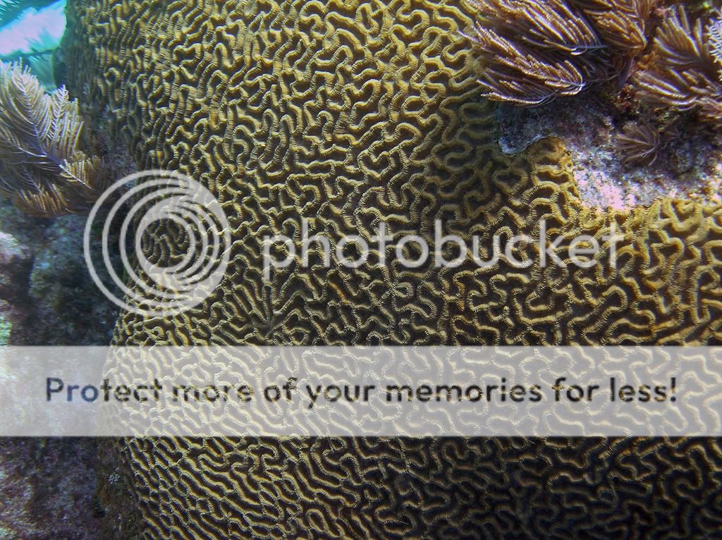 braincoralcloseup0107.jpg