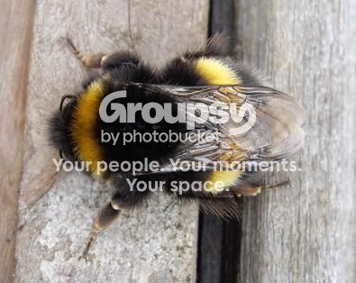 Buzz4.jpg