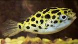Spotted_puffer.jpg
