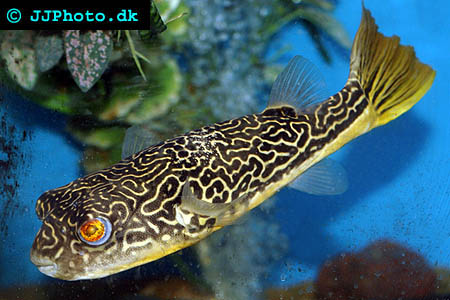 tetraodon_mbu_2.jpg
