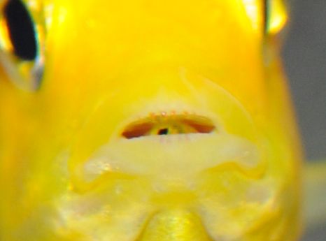 babyfish6.jpg