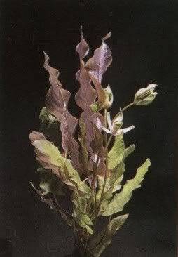 BARCLAYALONGIFOLIA.jpg