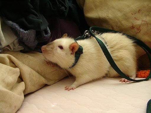 rat048.jpg