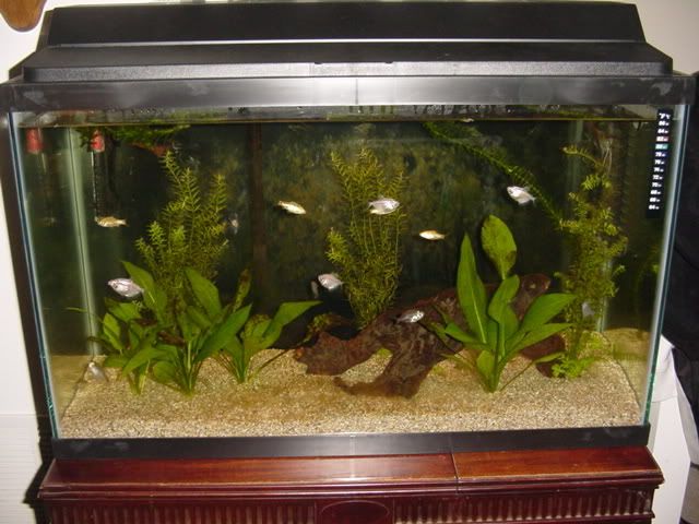Logans29Gallon004.jpg
