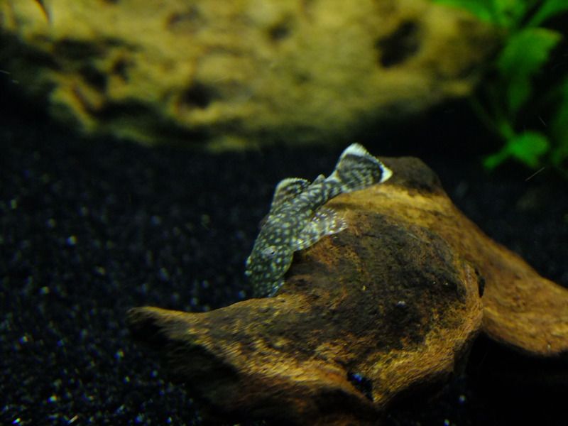 DSCF3403.jpg