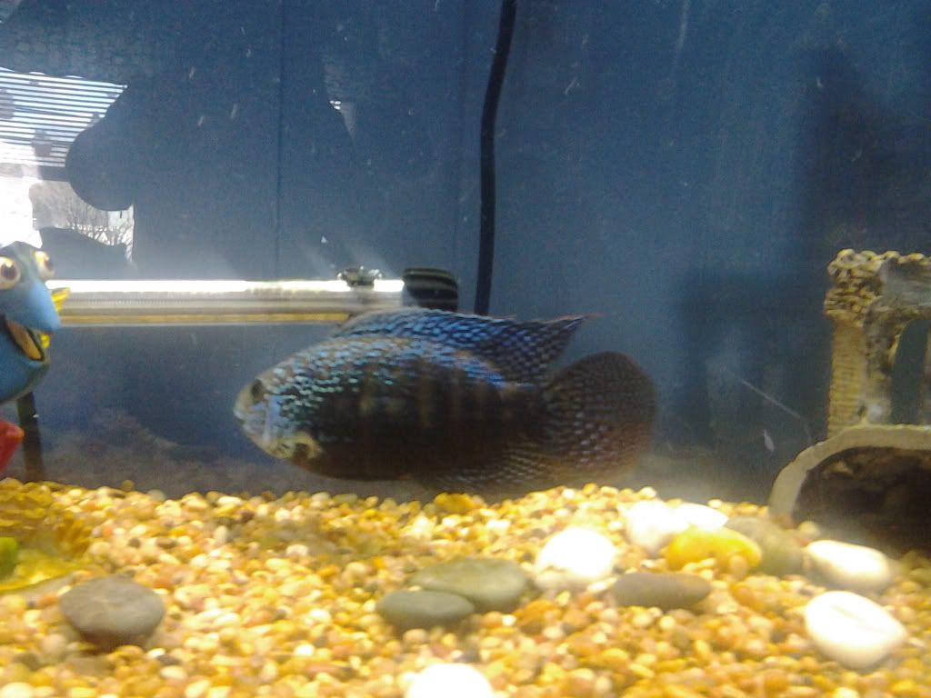 fish.jpg