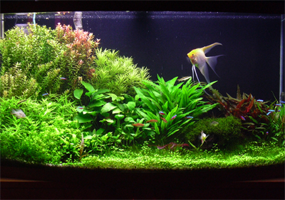 planted_aquarium.jpg