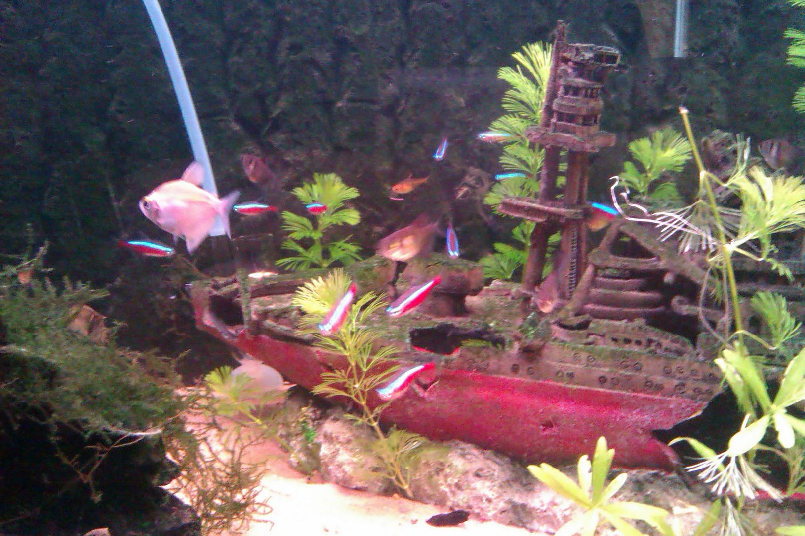 IMAG0084.jpg