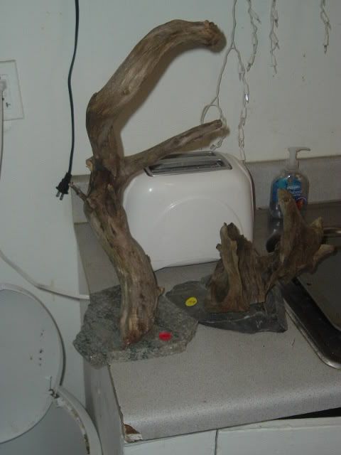 DSCF1556.jpg